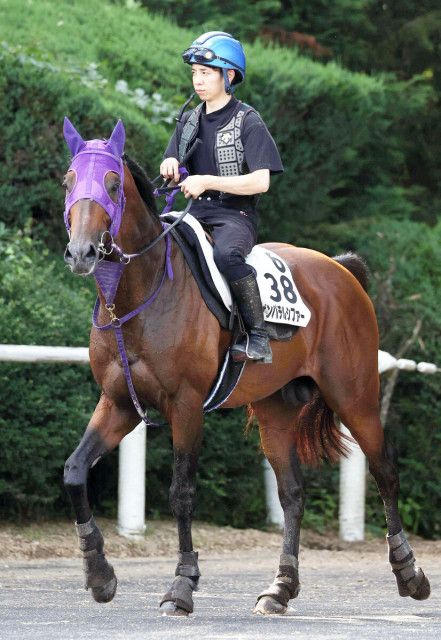 ２２年プロキオンＳを勝ったゲンパチルシファーが引退 クリーンヒットホースランチで乗馬に（スポーツ報知）｜ｄメニューニュース（NTTドコモ）