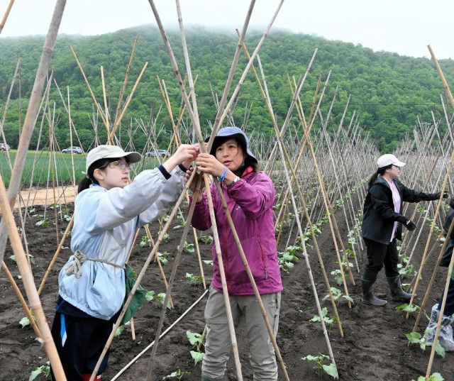 白花豆の収穫楽しみ　北見・おんねゆ学園の生徒が「竹さし」体験