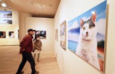 岩合光昭さんのネコ愛いっぱい　釧路芸術館で写真展