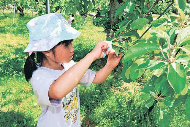 特産リンゴ、大きく甘く育って　高岡・国吉地区、家族連れらが摘果体験