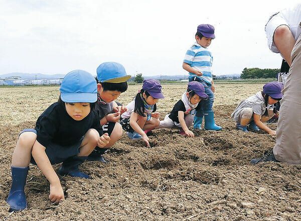 ヒマワリ迷路、今夏も　「大きく育って」津幡で園児種まき