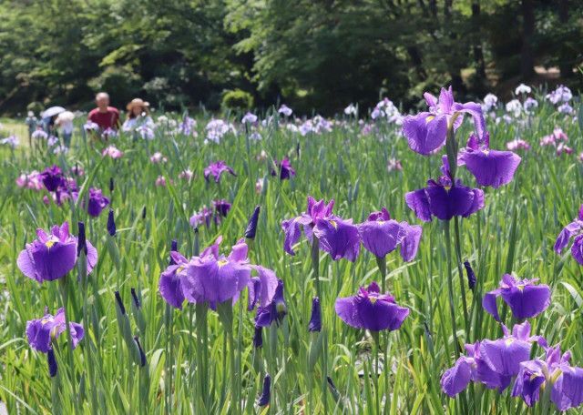 かれんな紫♪ハナショウブの季節いよいよ　新発田市で「あやめまつり」開幕、見頃は6月20日ごろ