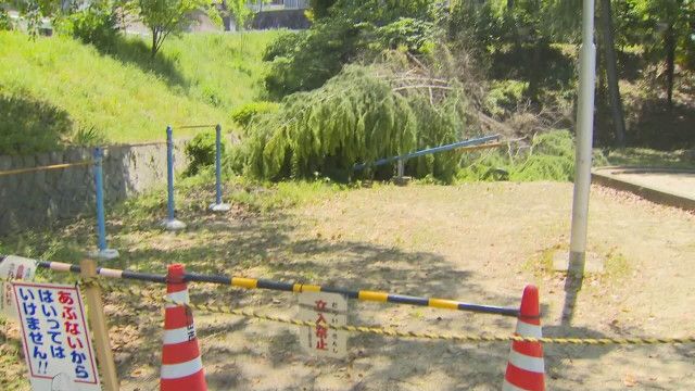 倒木事故再発防止へ　枝広市長「福山市の対応に問題」