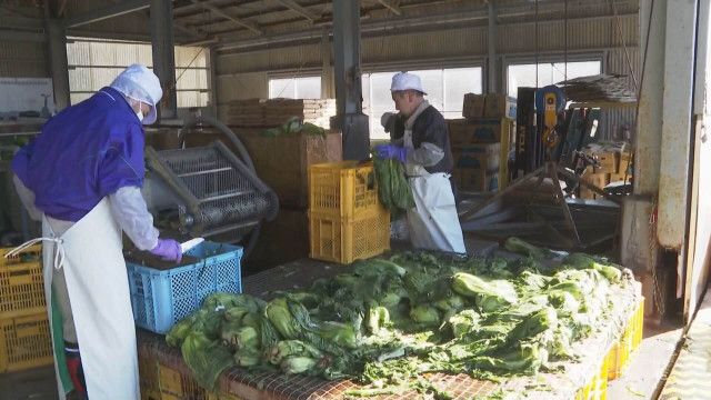 冬の特産品 広島菜の漬け込み作業が最盛期　庄原市