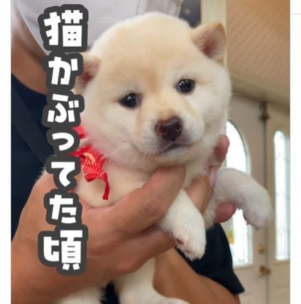 生後2ヶ月のキュートな豆柴 しかし3年後…豹変した姿に「犬だけどネコかぶってたのね」の声（ほ・とせなNEWS）｜ｄメニューニュース（NTTドコモ）