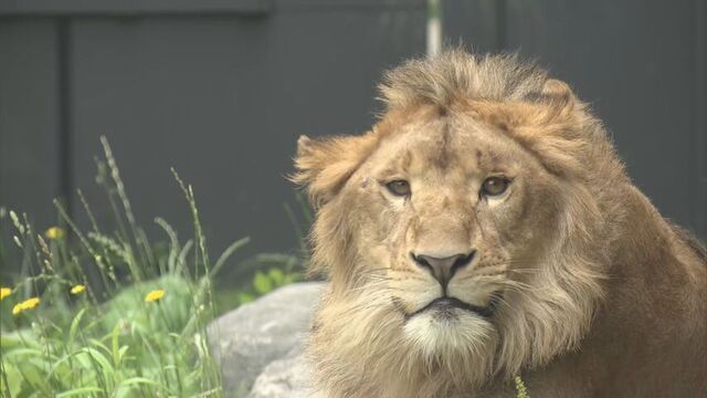 オスのライオン「パーチェ」一般公開始まる　「百獣の王のオーラが違う」　札幌市円山動物園