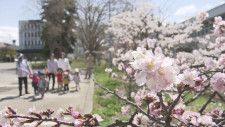 桜前線　平年より9日早く帯広到達　札幌では寒地研の千島桜が五分咲き　函館・五稜郭公園では満開見頃