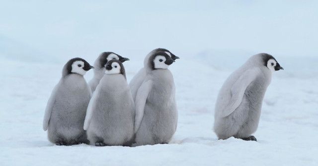 ペンギンが見せた度胸がハンパなかった。ヒナが大群で南極の高すぎる氷崖から大ジャンプ、温暖化が原因という説も【動画】