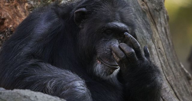 生後すぐ死んだ我が子を3カ月抱き続けるチンパンジー。スペインの動物園「悲しみの行動を尊重したい」【動画】