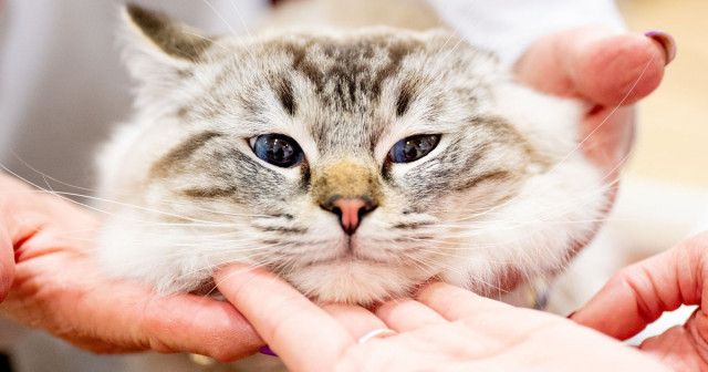 18キロの巨大ぽっちゃり 猫、里親に引き取られた1年後に「激変」し話題に（アメリカ）（2024年回顧）（ハフポスト日本版）｜ｄメニューニュース（NTTドコモ）