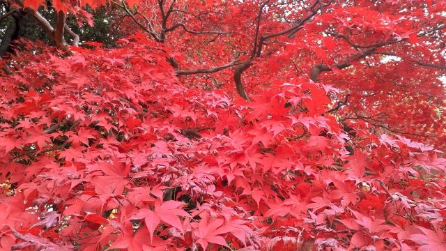 なぜ紅葉“狩り”？←平安貴族の苦しい言い訳 背景に、現代では不可解な価値観 観る角度も今と違う（ラジトピ  ラジオ関西トピックス）｜ｄメニューニュース（NTTドコモ）