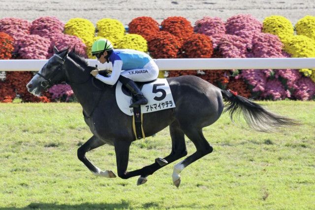 新馬/京都5R】レイデオロ産駒 アドマイヤテラがデビューV（競馬の