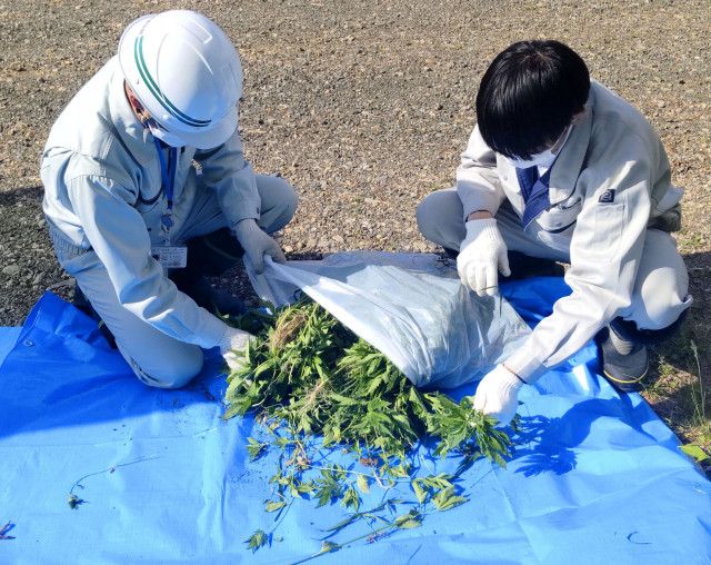 北海道で野生大麻の除去作業　釣りの男性が河川敷で発見