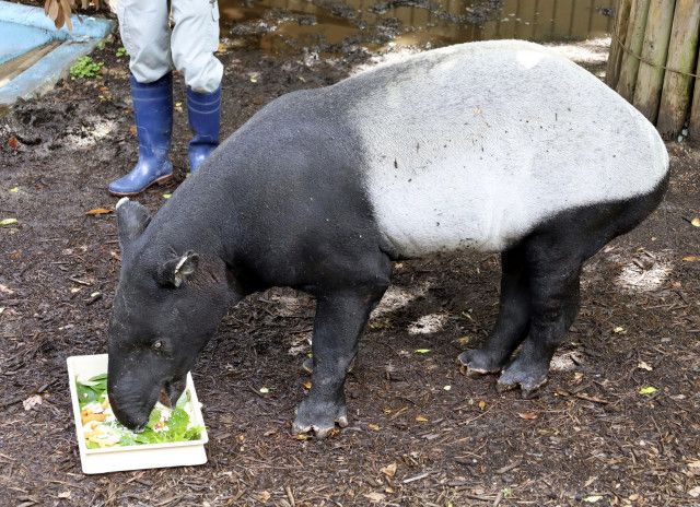 最高齢マレーバクが誕生日　福岡市動物園、35歳祝う