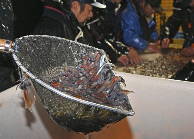 昨年上回る106キロ水揚げ　ホタルイカ漁解禁、富山