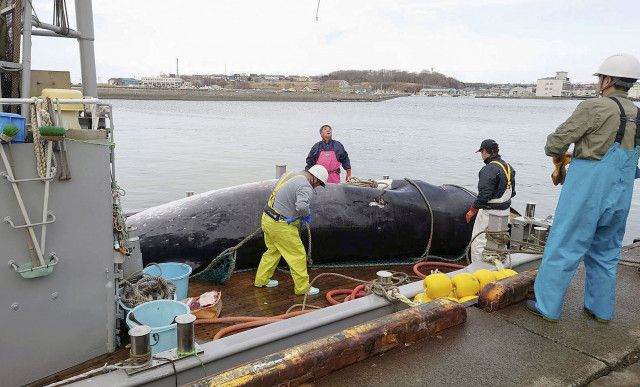 根室沖でミンククジラ4頭を捕獲　商業捕鯨、今年初めて
