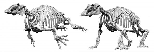 発掘の哺乳類化石、骨7割残る　岐阜、生態解明に期待