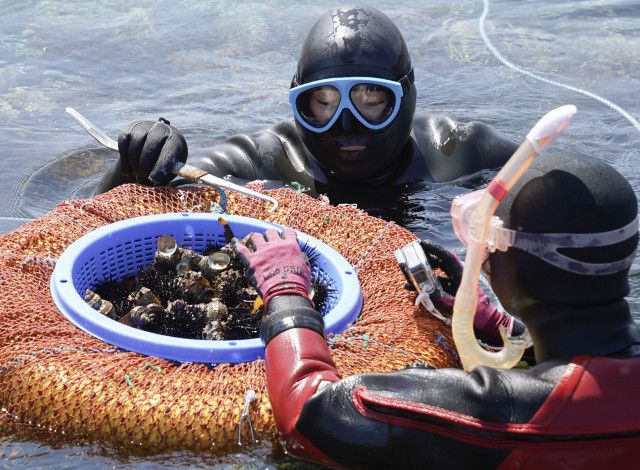 輪島の海女が海潜り調査　サザエや海藻の生息状況