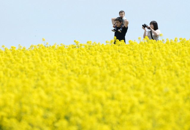 北海道・滝川で菜の花見頃　畑一面黄色に、甘い香り広がる