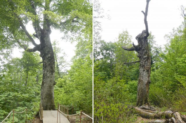 白神山地シンボルのブナ枯れる　樹齢400年「マザーツリー」