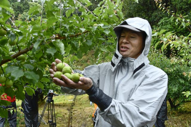 和歌山南部で南高梅の収穫始まる　名産地、6月上旬にピーク