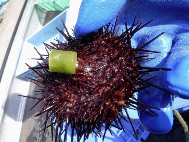 アスパラ「切り下」をウニ養殖で有効活用 北海道、農水“ハイブリッド”特産品目指す（共同通信）｜ｄメニューニュース（NTTドコモ）