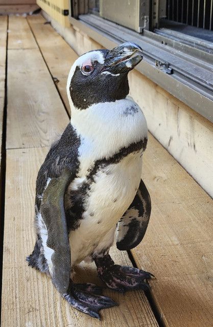 日本でペンギンをペットにされていることが海外でニュースに 人気