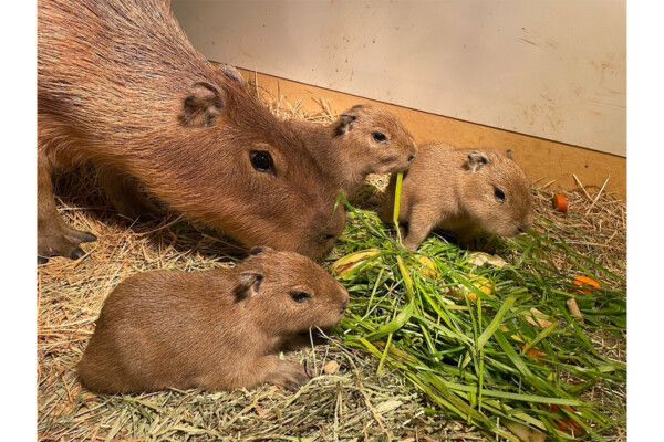 【祝】カピバラ赤ちゃんが3頭誕生！　母カピバラは初の出産、茨城県土浦へ急げ！