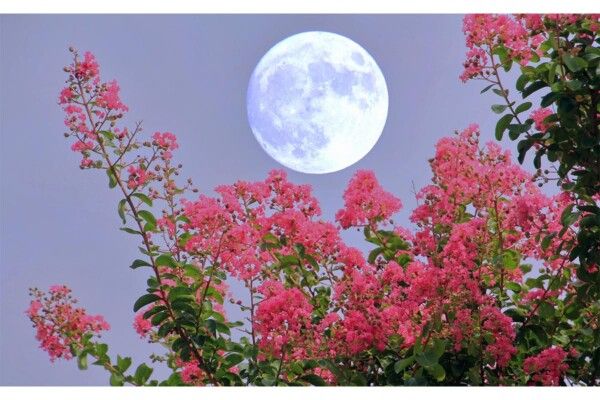 5月23日「フラワームーン」旬の花を飾って良縁を引き寄せる！　恋愛運、人間関係を好調に導く日