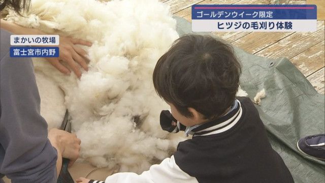 「 まかいの牧場」でヒツジの毛刈り体験　熱中症や脱水症状を防ぐため　静岡・富士宮市