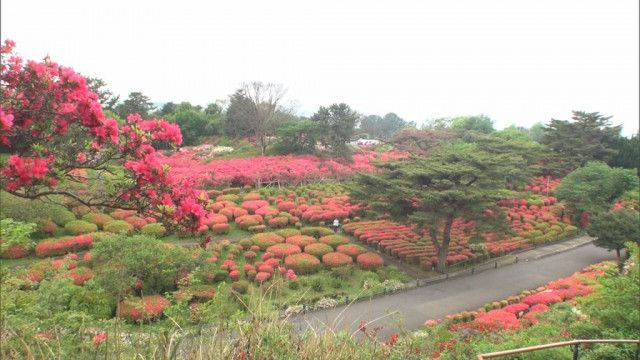 小室山公園のツツジが見ごろ　静岡・伊東市　園内に広がる真っ赤なツツジのじゅうたん