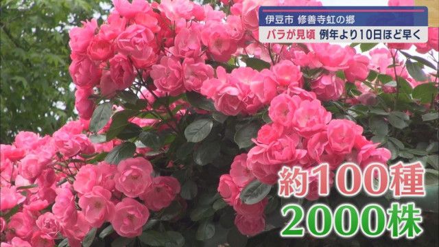 100種2000株の色とりどりのバラが見ごろに　静岡・伊豆市修善寺虹の郷