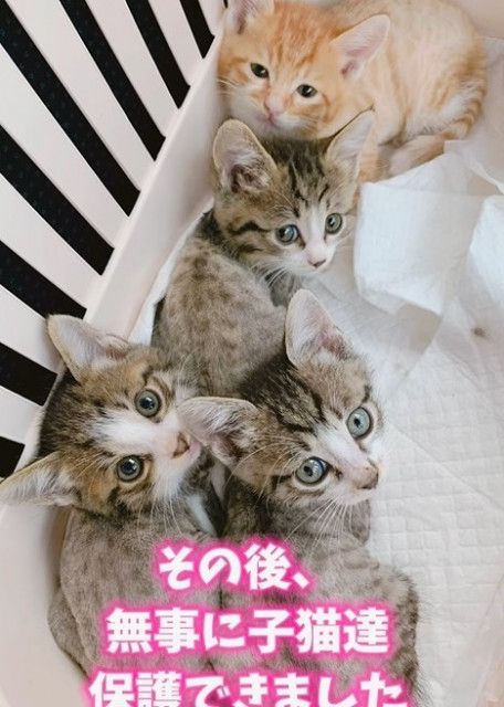 母猫とぴょんぴょん跳ねる子猫4匹を保護→子猫はすぐに譲渡、2年経て母猫に家族ができた「母ニャンが幸せつかむ物語」