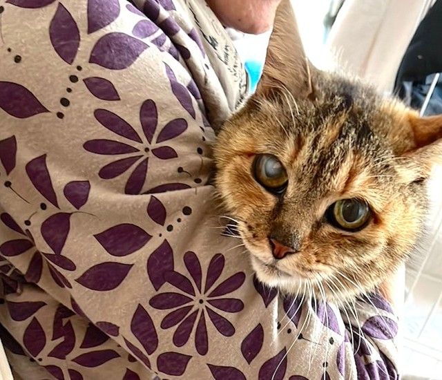 猫の保護活動に立ちふさがる「年齢の壁」小さな命を救い続けた80代女性の願いと受け継がれた決意