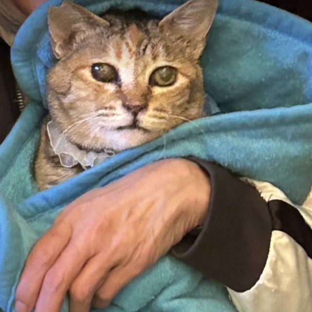 大阪・北新地「全てを持つ女性」と出会った野良猫は今　エルメスのセーターで命をつないだ大寒波の夜、そして突然の失踪の結末は