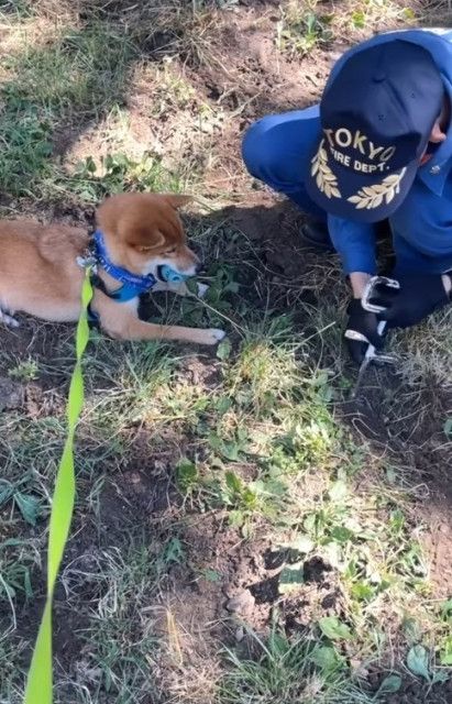 ここ掘れわんわん」消防署員さんの穴掘りを監視する柴犬さん 「厳しい現場監督ですね」（まいどなニュース）｜ｄメニューニュース（NTTドコモ）