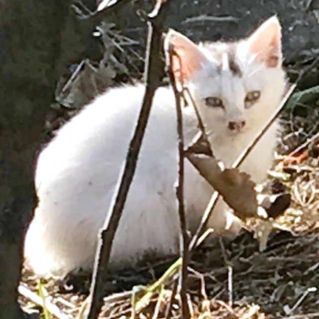 子猫の死骸 柩 人気 白い鶏 赤子の服