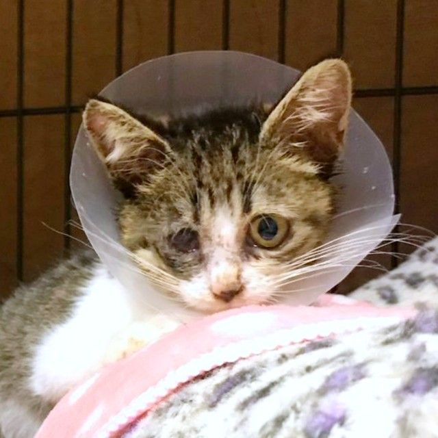 片目を失いながらもやんちゃな子猫を保護して5年 愛あふれる“母猫”役を務めるように 飼い主さんが感じた「驚きの成長」（まいどな ニュース）｜ｄメニューニュース（NTTドコモ）