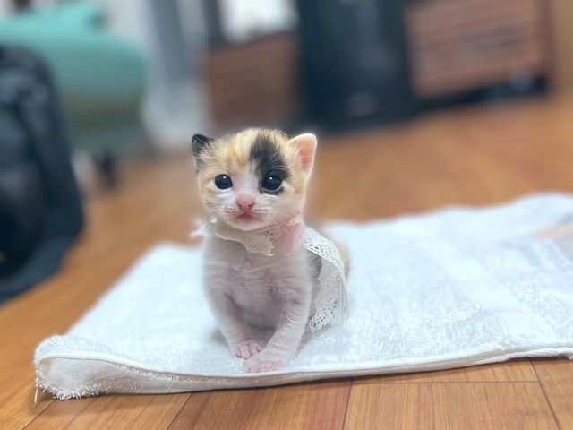 よろしくお願いしますにゃ…」お迎えした三毛猫の赤ちゃんのあまりにも愛らしい姿！  「かわいすぎて泣きそう」今では大切な家族に（まいどなニュース）｜ｄメニューニュース（NTTドコモ）