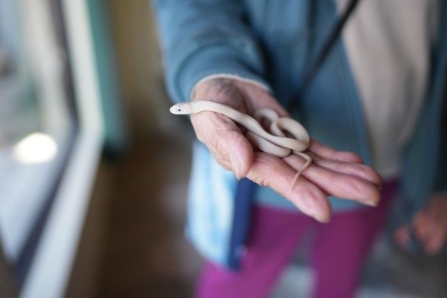 白蛇 10匹誕生し、参拝者急増「ご利益あった」2002年から飼育する神社「神様の使い。大切に育ててきた」（まいどなニュース）｜ｄメニューニュース（NTTドコモ）