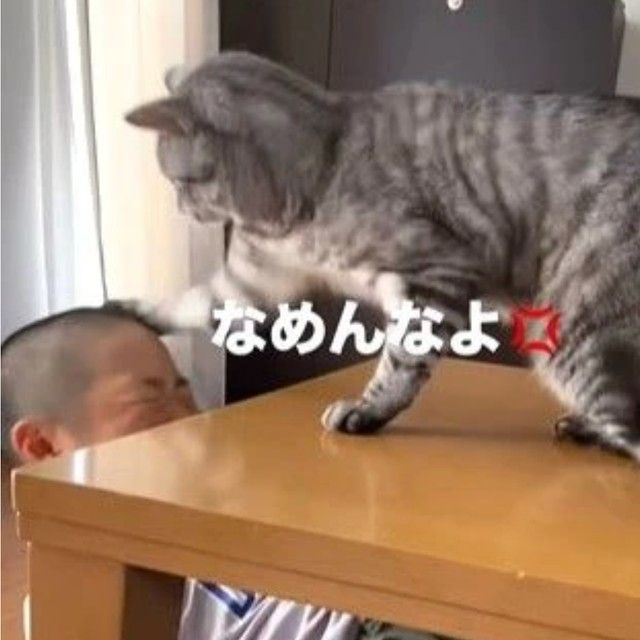 子どもに容赦ない元保護猫「ナメた事は許しません！」小3息子に猫パンチ なぜ？話を聞いた（まいどなニュース）｜ｄメニューニュース（NTTドコモ）