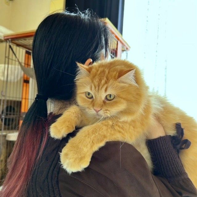 猫よ、それが同居して4年の答えか」ママ とパパ、抱っこされた時のリアクションが違う…！あからさまな態度「なんて分かりやすいw」「主従関係の差」（まいどなニュース）｜ｄメニューニュース（NTTドコモ）