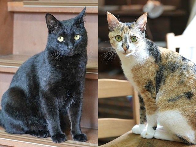 素晴らしい ビビりでいつも隠れていたね そんな子猫が心を開いてくれた日 今 絵画