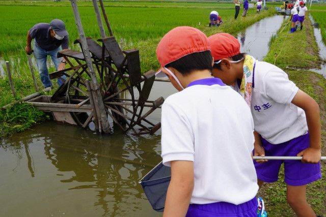 野洲「魚のゆりかご水田」で小学生が体験学習　稚魚が育つ水田を観察