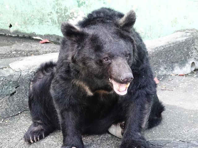 和歌山城公園動物園のツキノワグマ「ベニー」死ぬ 20日から献花台も（みんなの経済新聞ネットワーク）｜ｄメニューニュース（NTTドコモ）