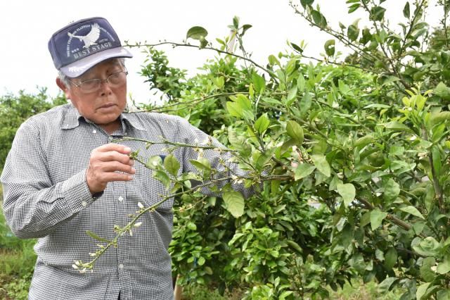 果樹カメムシ類、宮崎県内で発生増加　延岡市は平年の６０倍