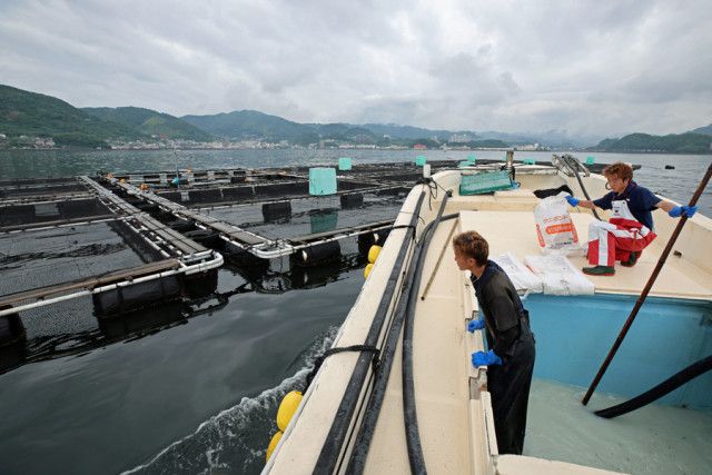 「まだ６月…」尽きぬ不安　ハマチやヒラスが死んで海面に　長崎・橘湾で赤潮被害