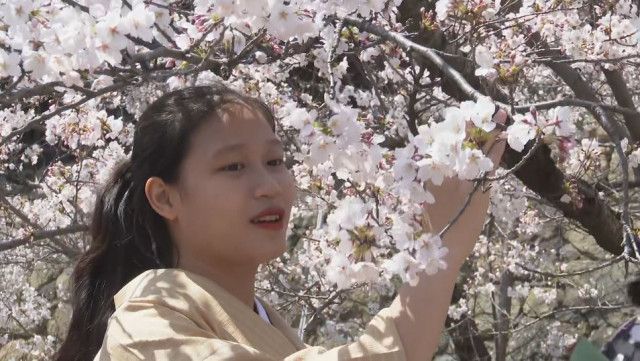 ベトナム人技能実習生13人が着物姿でお花見　今月、来日したばかり「日本文化を勉強したい」　