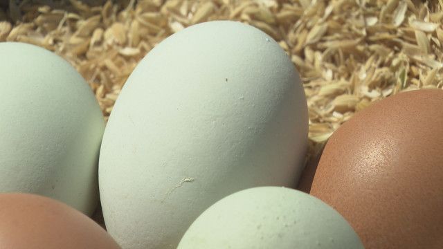 人生を切り開いてくれた“青い卵”を乗せた「卵かけご飯」　48歳男性が脱サラして養鶏　地元の協力得て「エサ」にこだわり生産