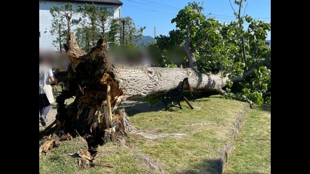 【速報】強風の影響か　ポプラの木倒れる　女児が巻き込まれ負傷　病院へ搬送　現場はバラの名所として知られる公園　